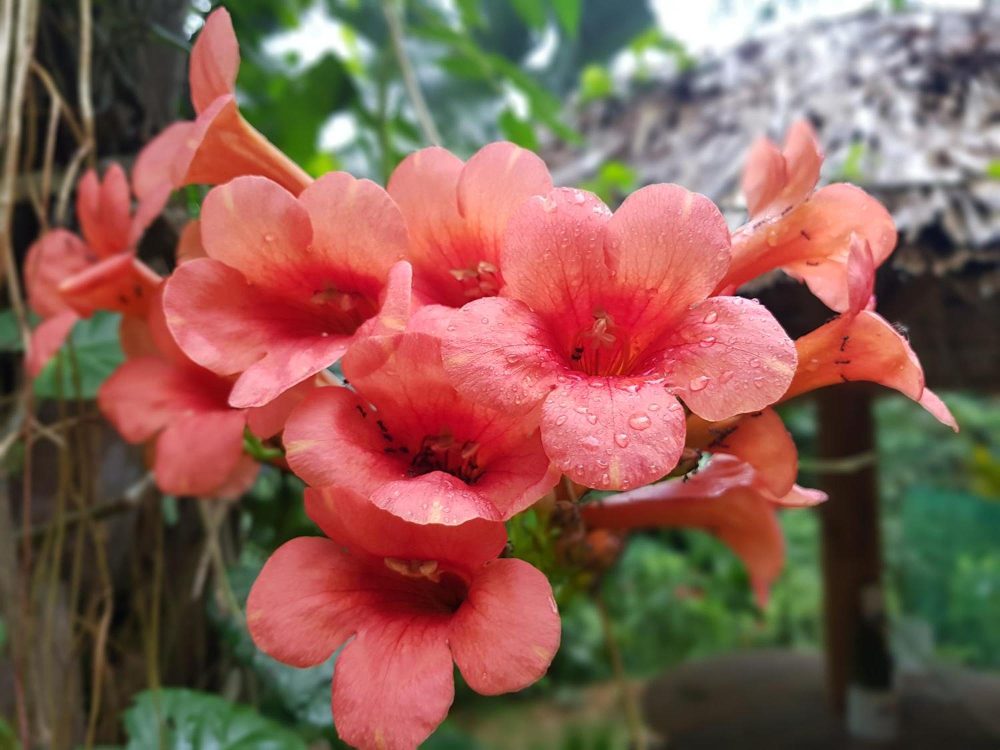Vu Linh Palm House Homestay - Bungalow Yen Bai Екстер'єр фото